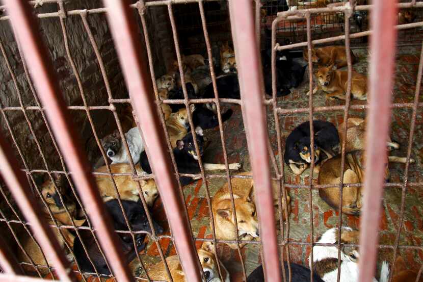 Fotografía de archivo del 4 de octubre de 2011 de varios perros en la jaula de uno de los...
