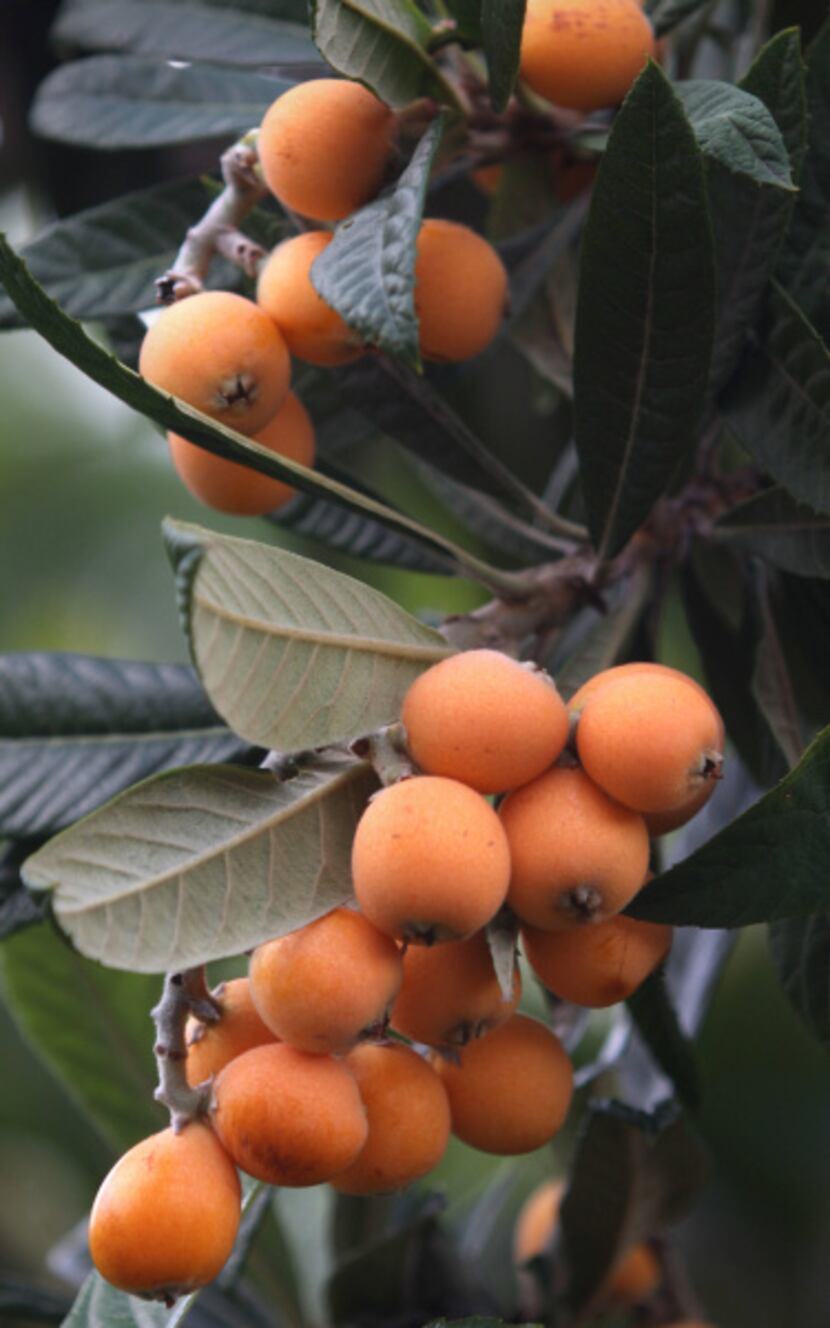 Loquat fruit growing on a tree in the back yard garden of Matthew Nichols. "The loquat...