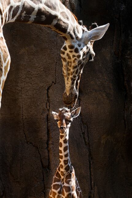 Marekani was greeted by Jesse as the calf made her public debut in July. Both giraffes have...