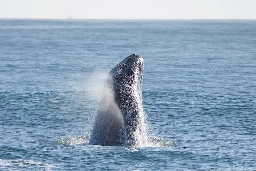 A gray whale breaches in the Pacific Ocean. Provided by Harbor Breeze Gray Whale Watching...