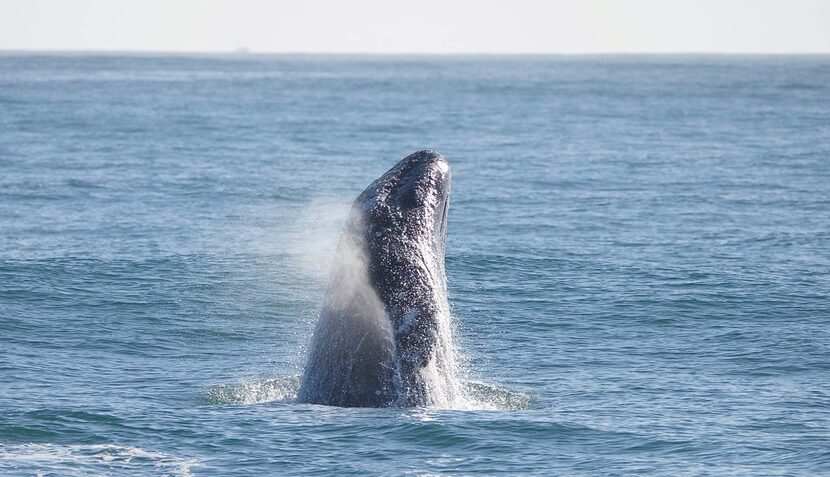 (Harbor Breeze Whale Watching and Dolphin Cruise)