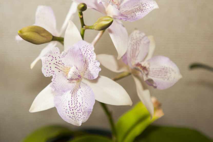 En la actualidad, existen variedades de orquídeas mucho más accesibles y su venta se ha...