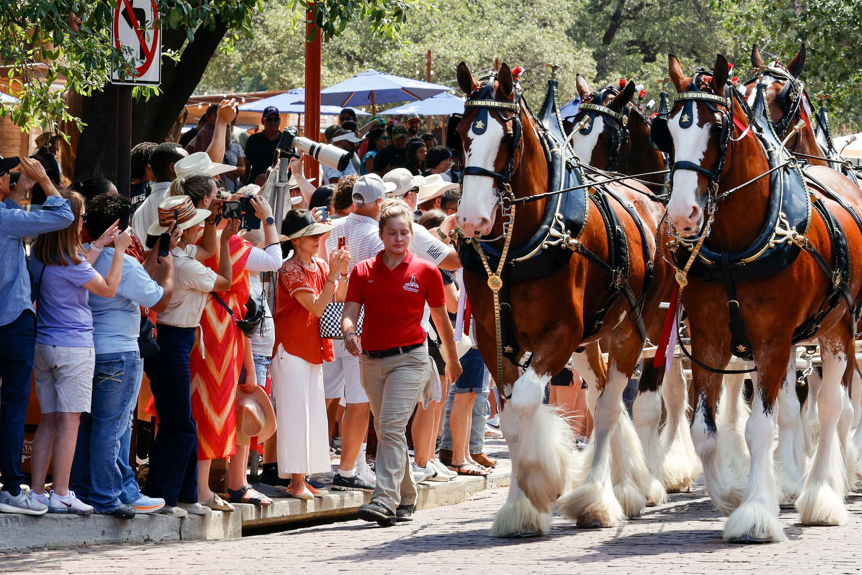 People take photos and videos as the Budweiser Clydesdales make their way through The...