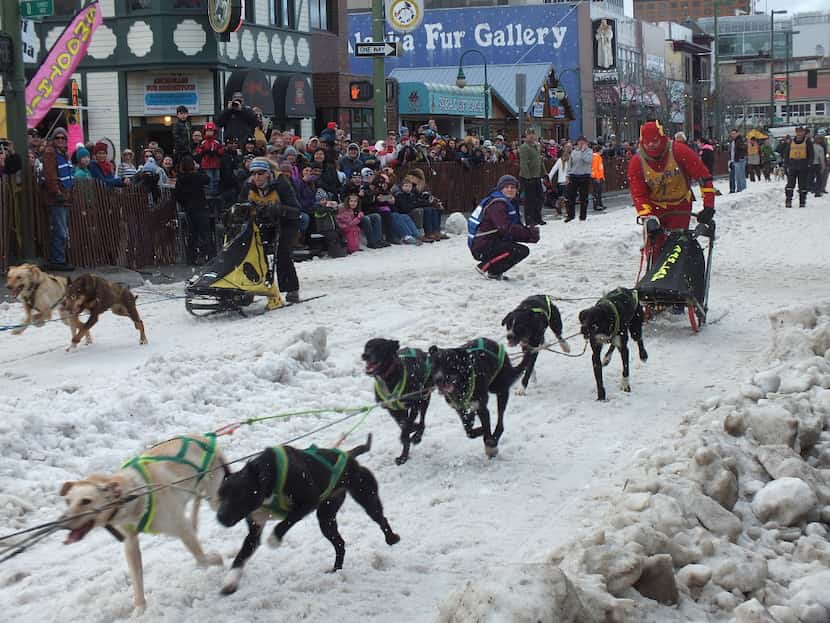 Sled dog races through the streets of downtown Anchorage are among the popular activities...
