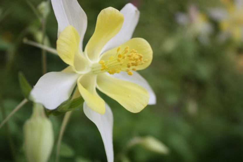'Texas Gold' columbine was thriving in the shade next to the house.