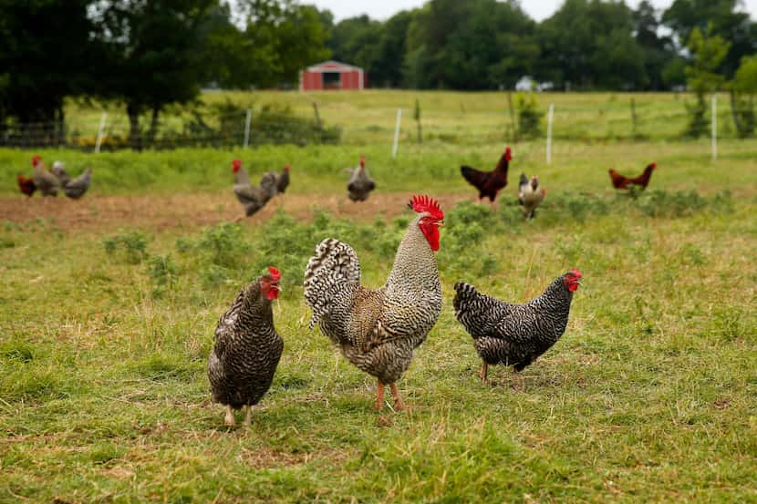 Roosters and hens roam in a fenced area on the Bois d'Arc farm in Allens Chapel, Texas,...