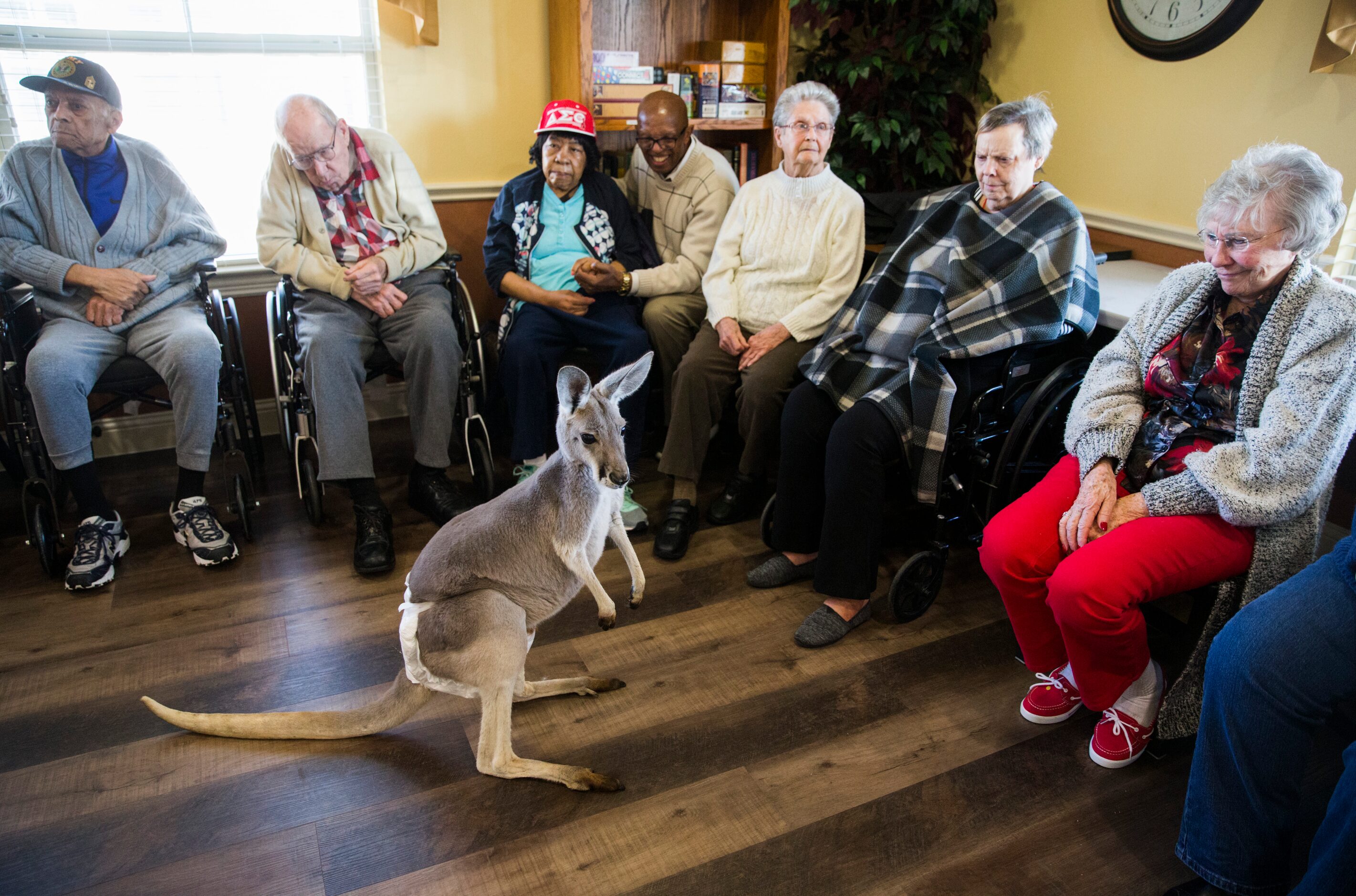 Roux the kangaroo from ARoo4U entertains residents at Mustang Creek Estates of Frisco....