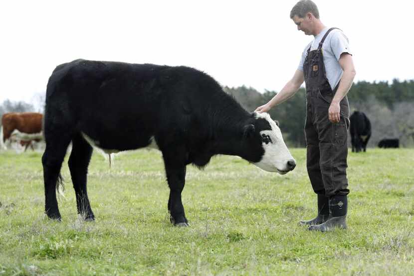 Thomas Locke pets one of the cows after moving the herd to a different pasture to graze at...