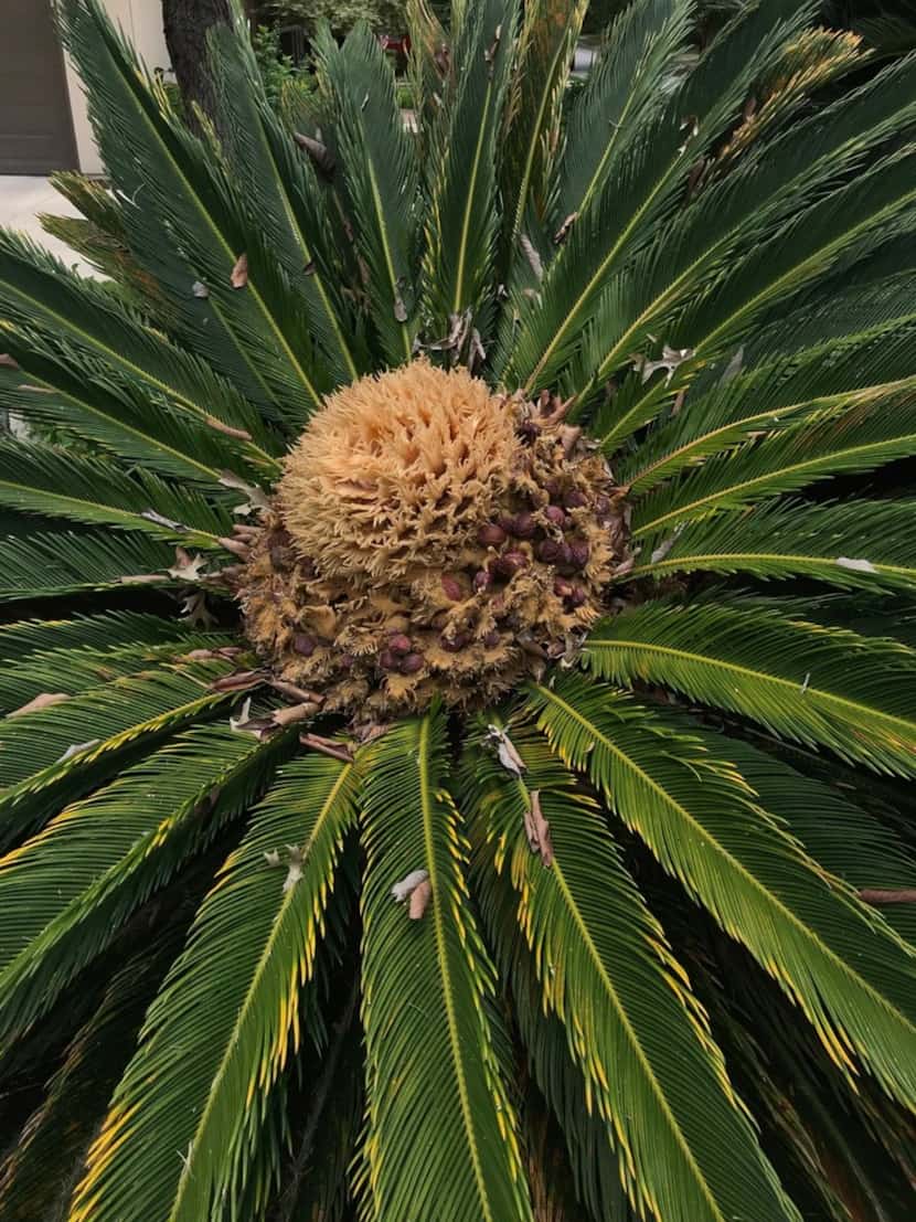 Female sago palm in flower