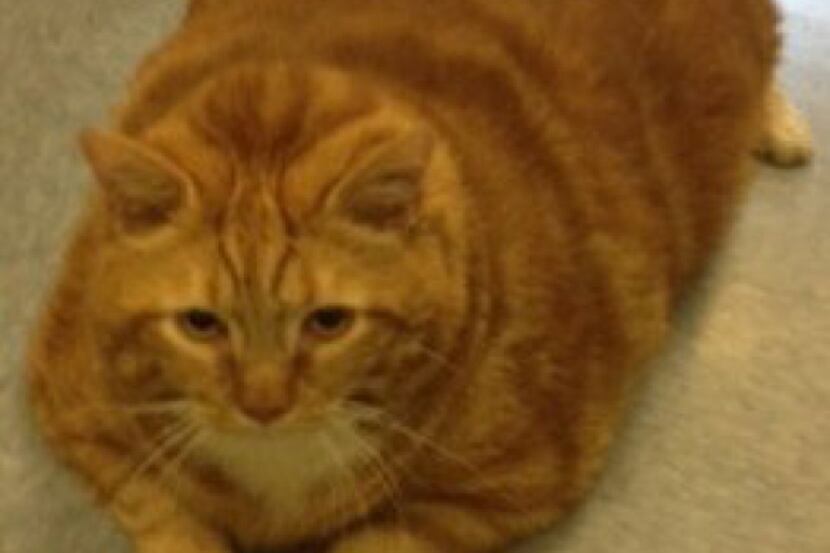 A 41-pound stray cat named Skinny is up for adoption at the Richardson Animal Shelter.
