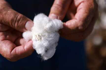 Brian Adamek feels for cotton seeds in one of the plants at his farm in Victoria.