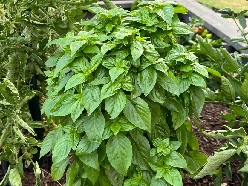 A full basil plant in an outdoor garden