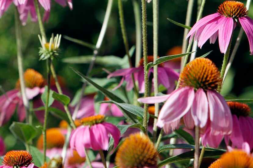 
Purple coneflower will be among the inventory at the weekend’s area plant sales. 
