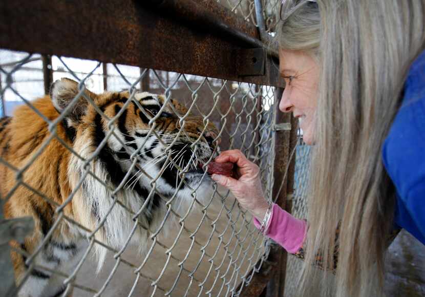 Vicky Keahey feeds Apollo, a Bengal tiger, a treat at In-Sync Exotics in Wylie. 
