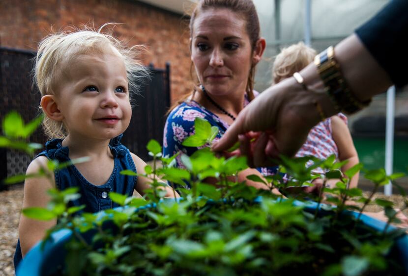 Palmer Richards is offered a chance to smell chocolate mint leaves at The Orchard School in...