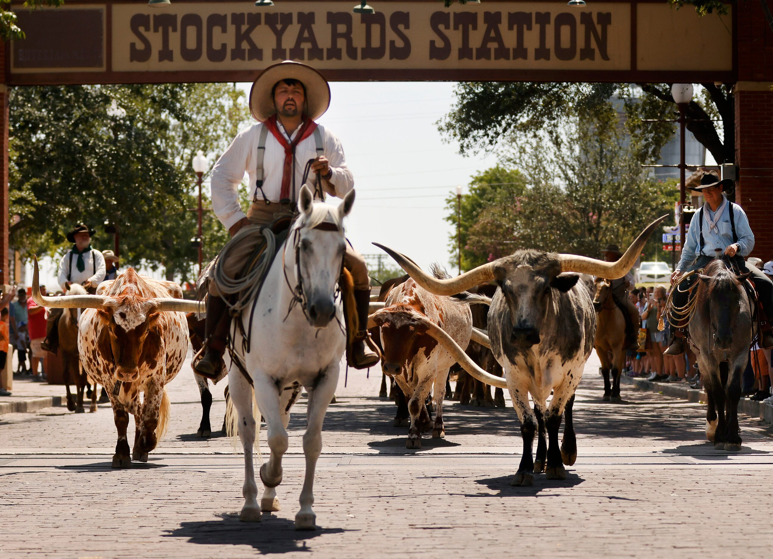 Drover Jose Hernandez leads the Fort Worth Herd down Exchange Ave in the historic...