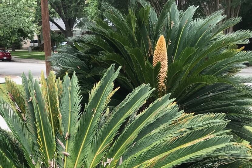 Sago palms in flower