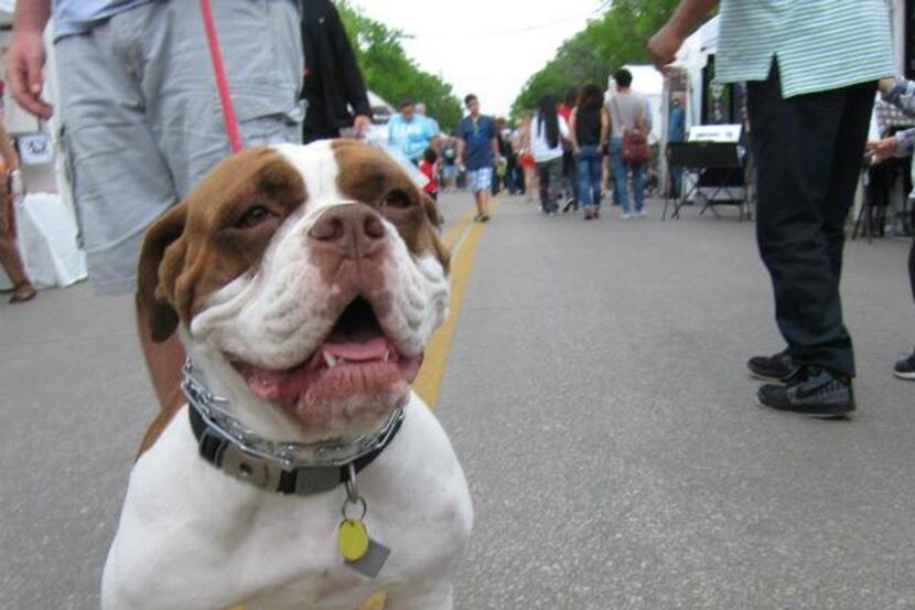 
Pooches will parade Sunday at the Deep Ellum Arts Festival.
