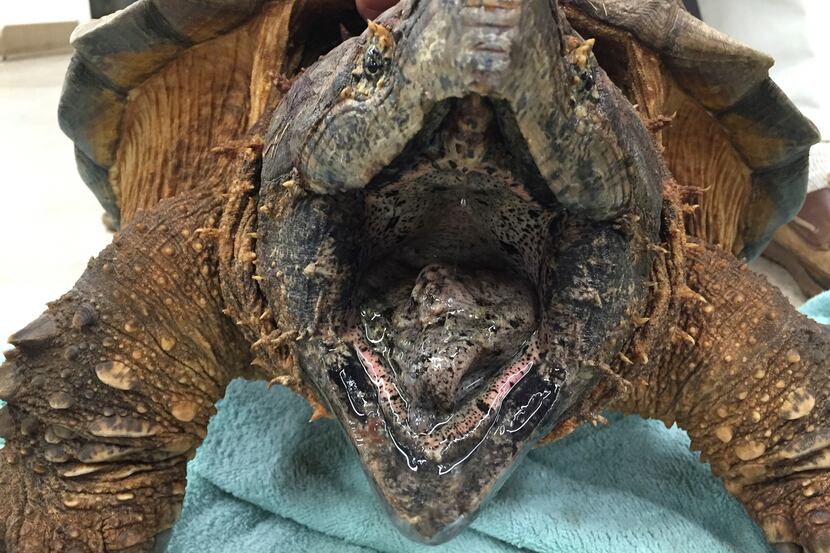 A snapping turtle is recovering at a Houston wildlife rehabilitation center after...