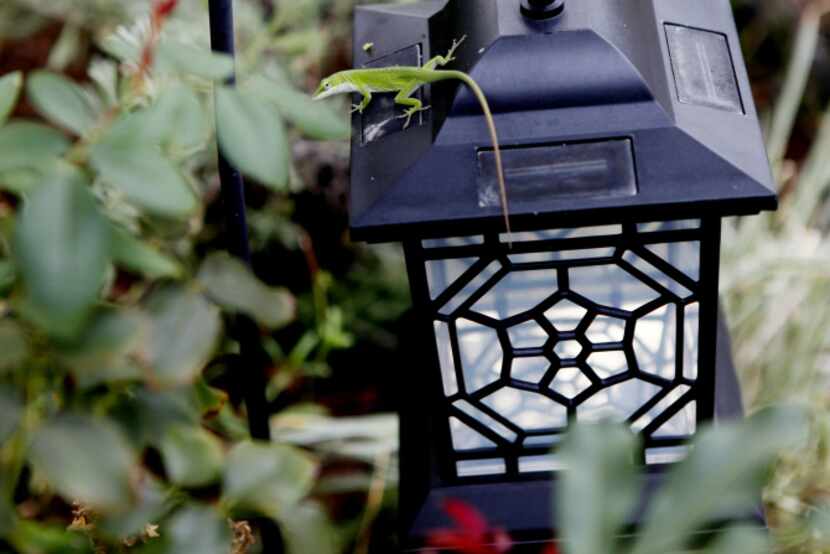 A lizard climbs on a lantern in Christy Hodges' traditional English garden pictured on...