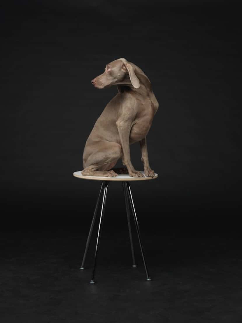 Lit From Within      © William Wegman       courtesy of Barry Whistler Gallery