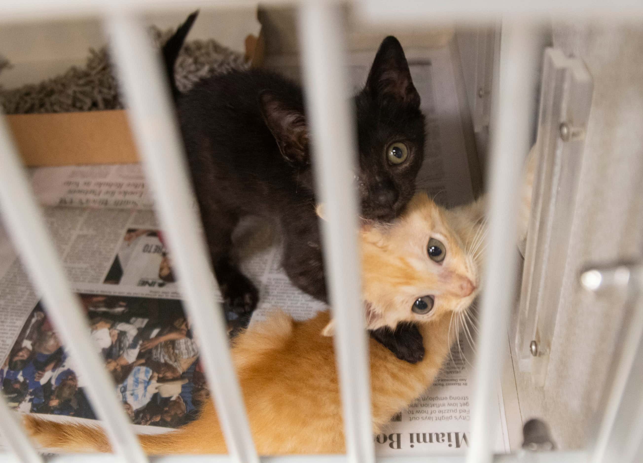 Nine-week-old kittens Calvin and Hobbes play in their kennel. Many animals to share boarding...