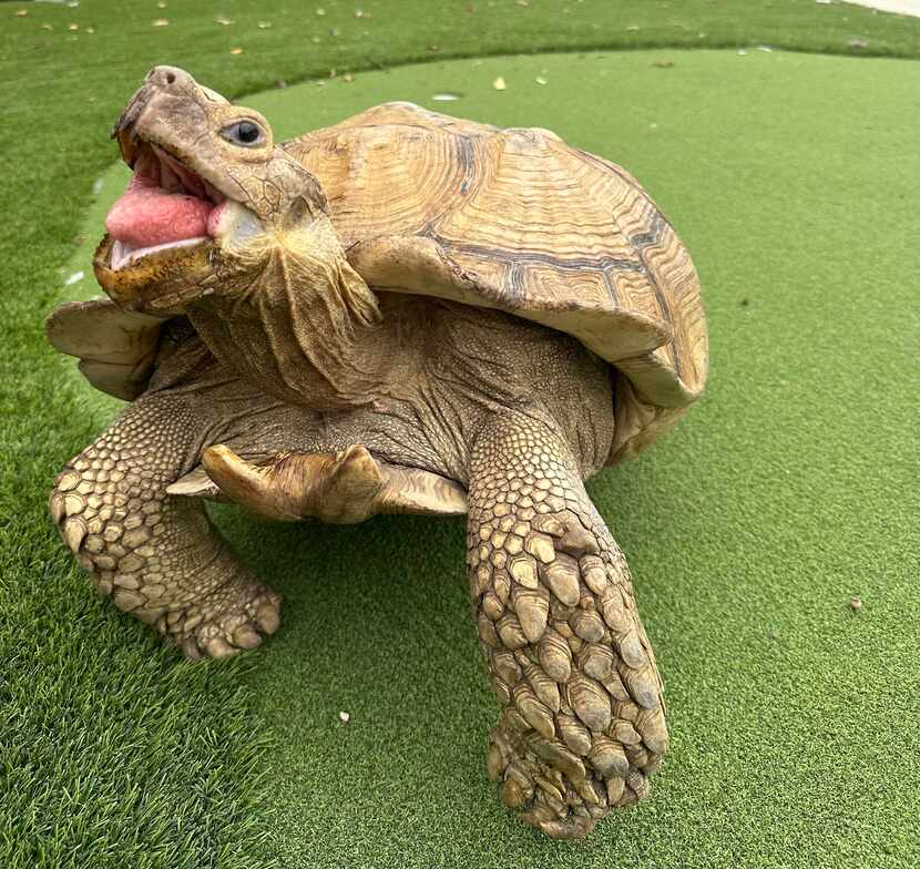 Lorenzo, the 180-pound tortoise, was lost for five weeks before owner Gabriel Fernandez was...