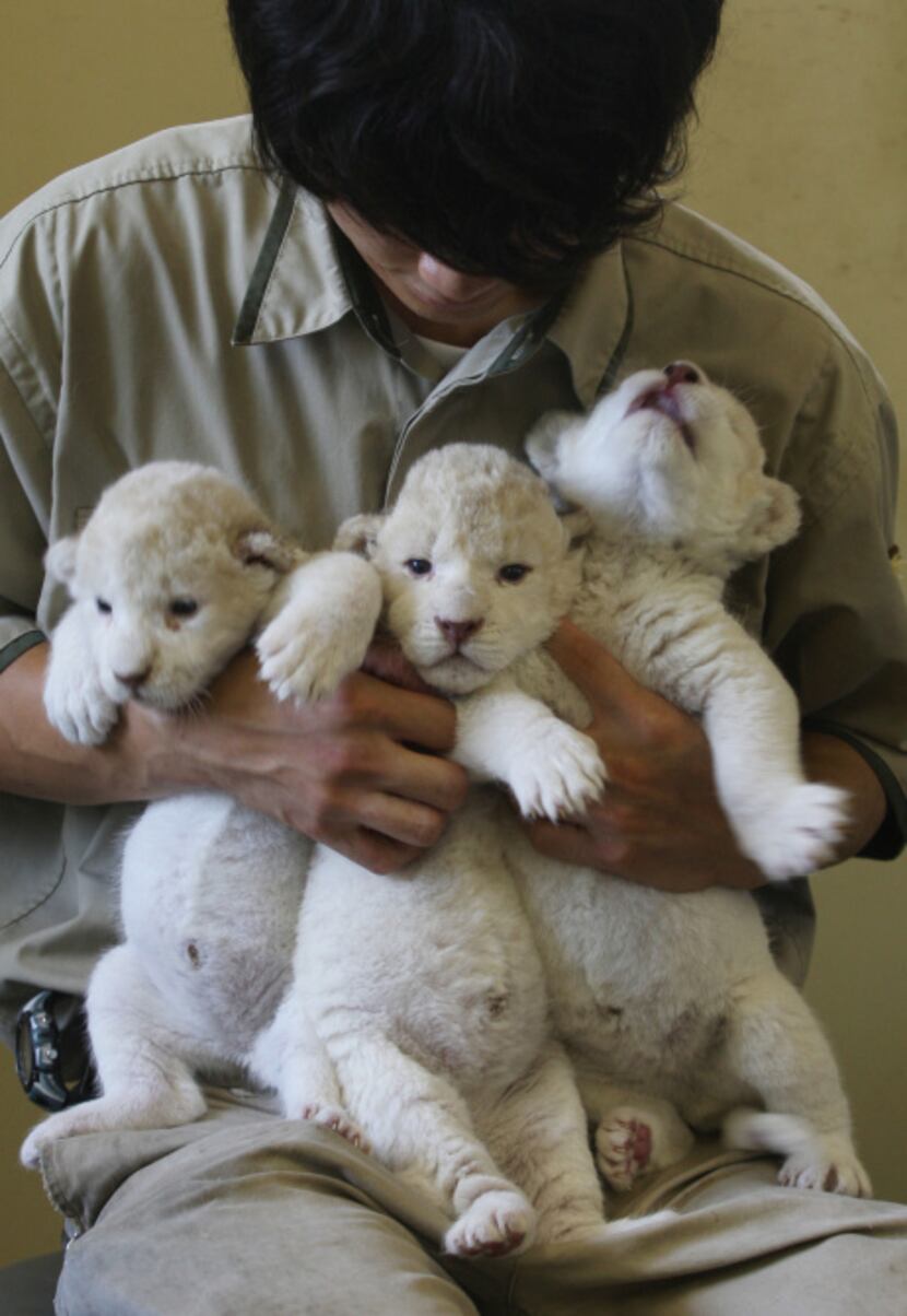 Nine-day-old lioness cubs are held by zoo keepers at Himeji Central Park on July 9, 2013 in...
