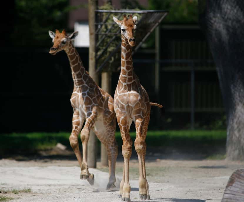Waylon and Willie are reticulated giraffes.