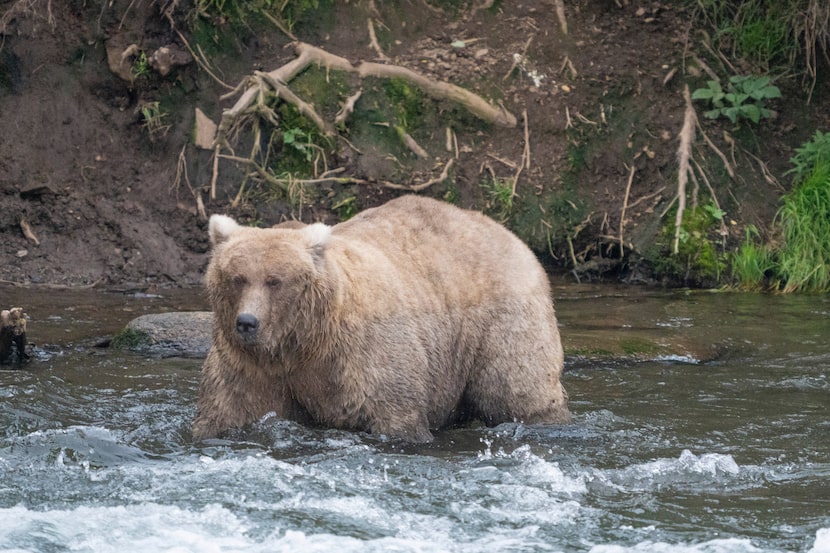 FILE - In this photo provided by the National Park Service is Grazer, the winner of the 2023...