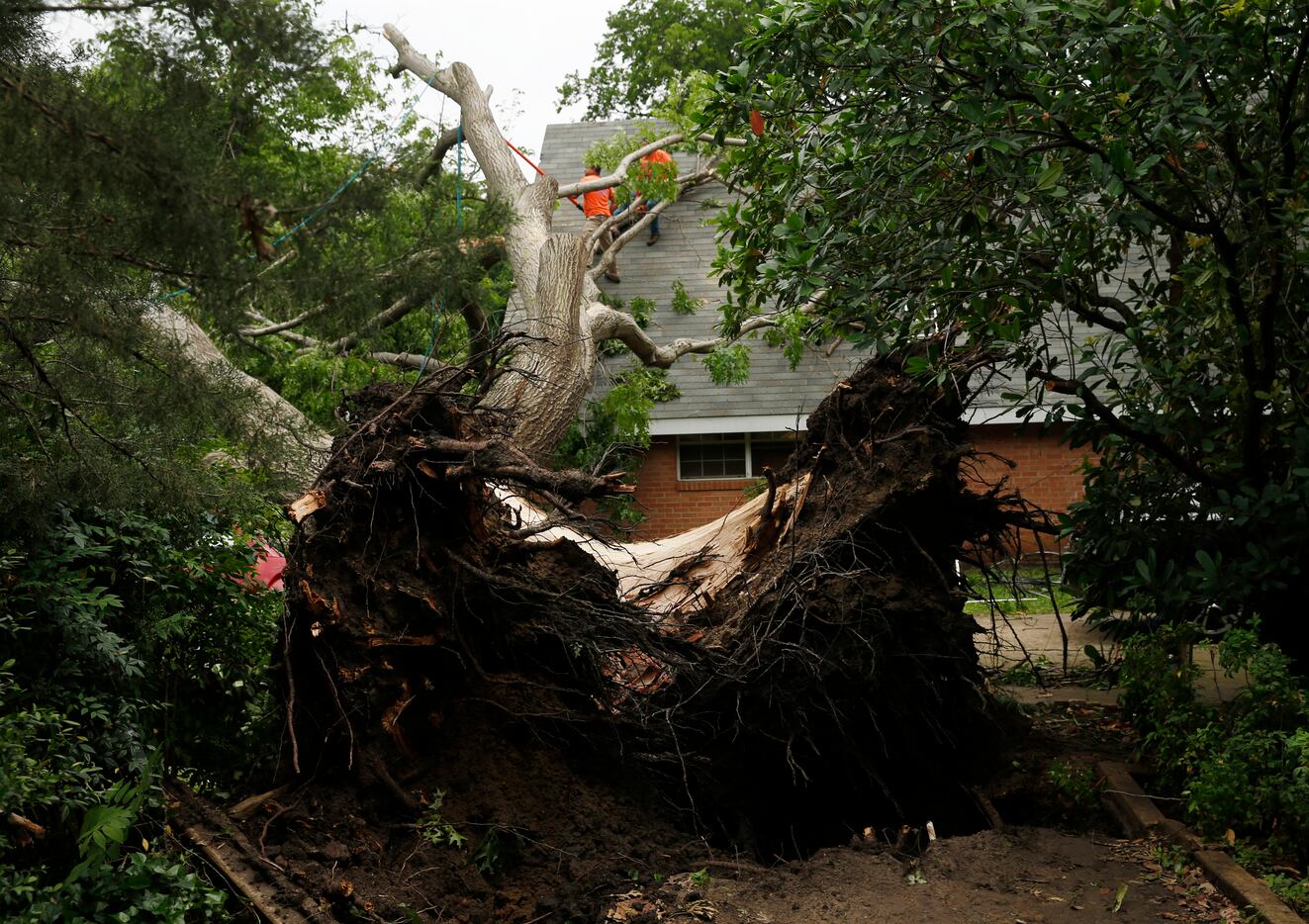 Manuel Alcantar trims a red oak tree from the roof of a house after a tornado passed through...