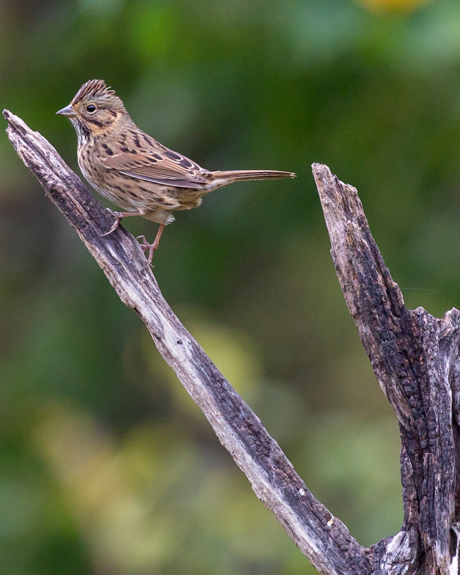 A Lincoln's sparrow perches on a branch at the Old Fish Hatchery nature area at the south...