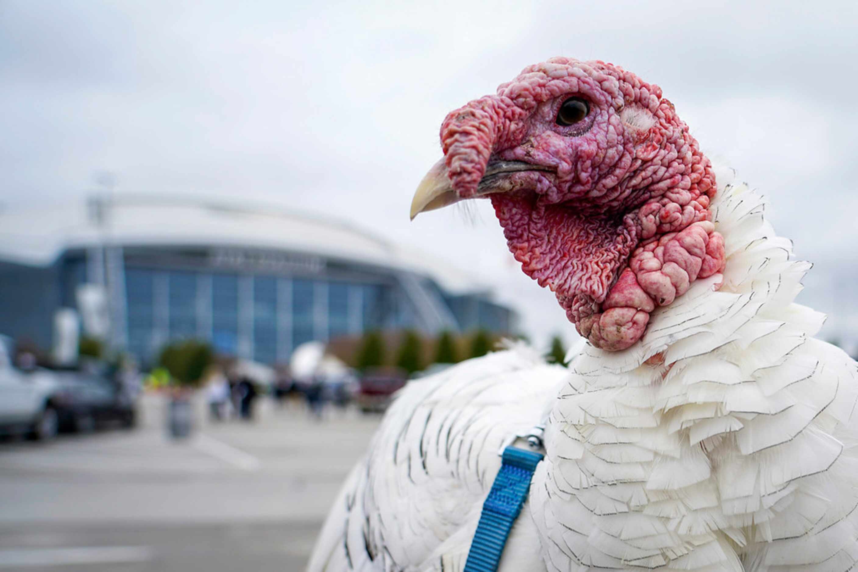 Tom, the Tailgate Turkey, poses for a photos in front of the stadium as fans tailgate before...