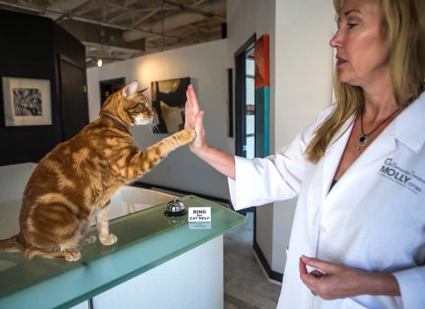 Molly DeVoss, a certified feline training specialist, demonstrates a trick with her cat...