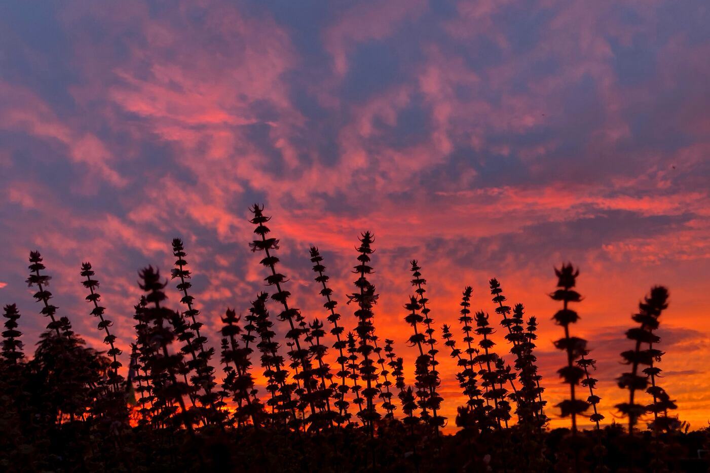A vibrant sky is seen from the Lake Highlands Community Garden as the sun sets Oct. 22.
