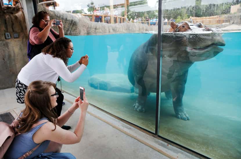 People take photos of Adhama during the grand opening of the Dallas Zoo's hippo exhibit in...