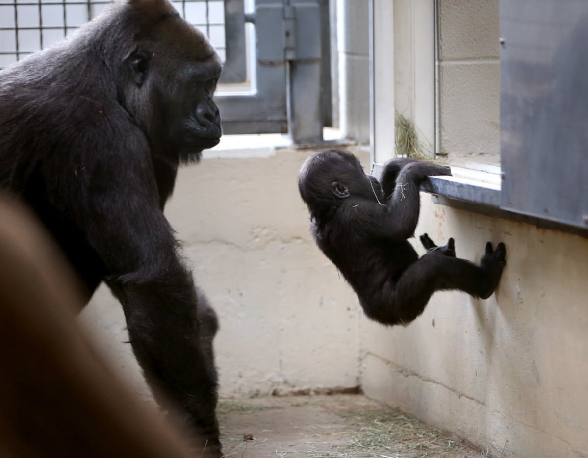 Hope, a western lowland gorilla, watches her daughter, 7-month-old Saambili, climb in a...