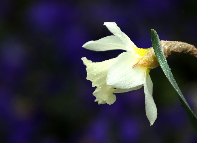 A daffodil bloomed in the rain at the Dallas Arboretum on Feb. 22, 2019. The annual Dallas...