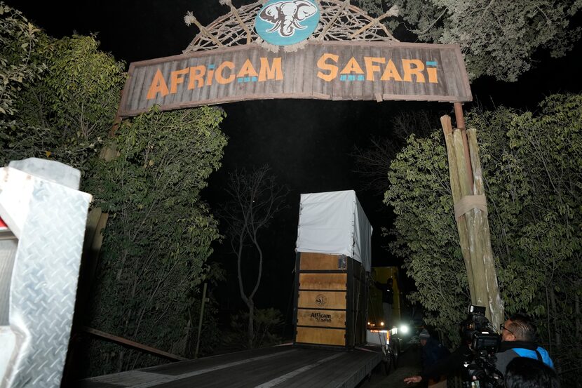 Un camión que transporta una jirafa Benito llega al santuario Africam Safari, en las afueras...