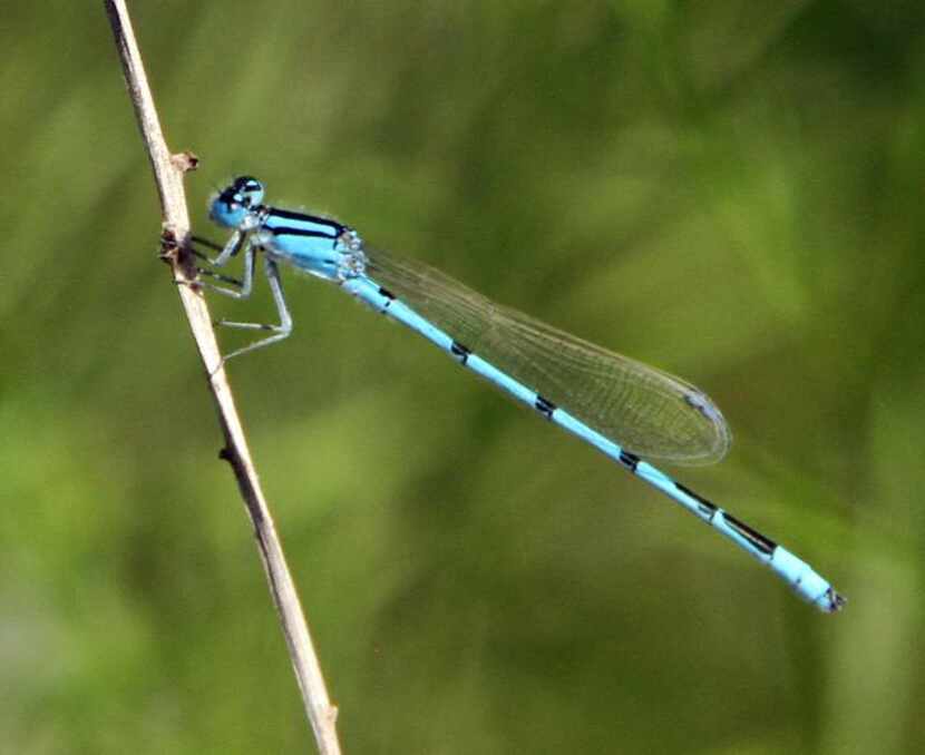 
Damselflies (left) and dragonflies are prevalent in the Midlothian nature park. Damselflies...