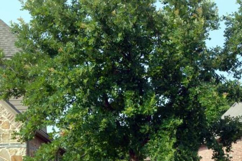 Give the young bur oak tree ample room. It can grow to be 50 feet tall and 50 feet wide....