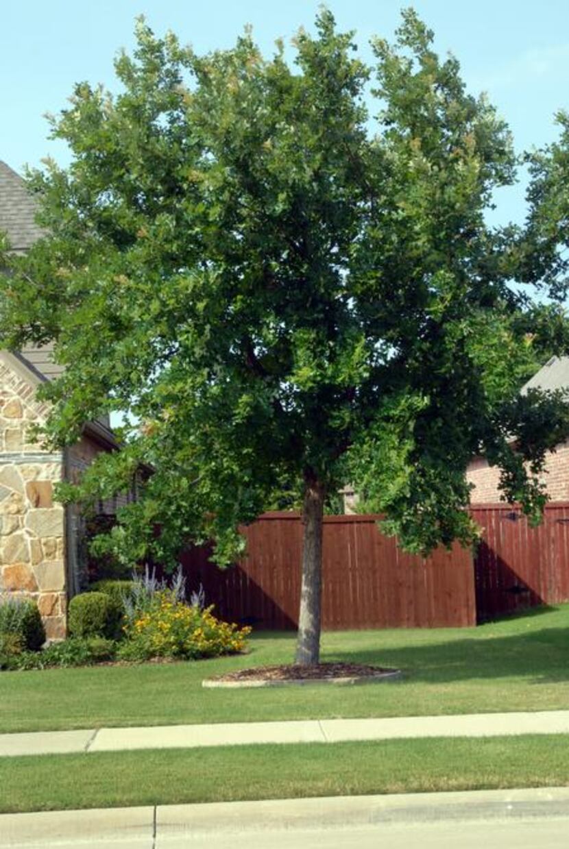 Give the young bur oak tree ample room. It can grow to be 50 feet tall and 50 feet wide....