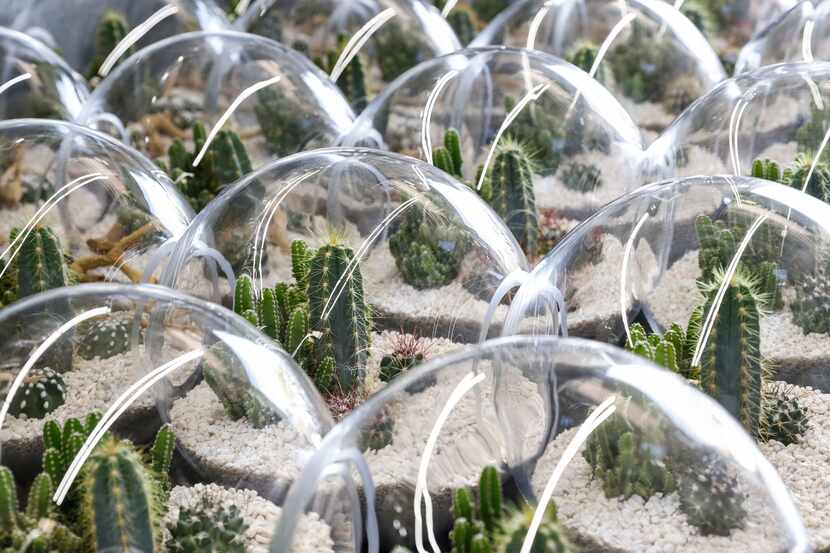 A Christmas order of 125 terrariums sits in the design area of Urban Spikes in Dallas.