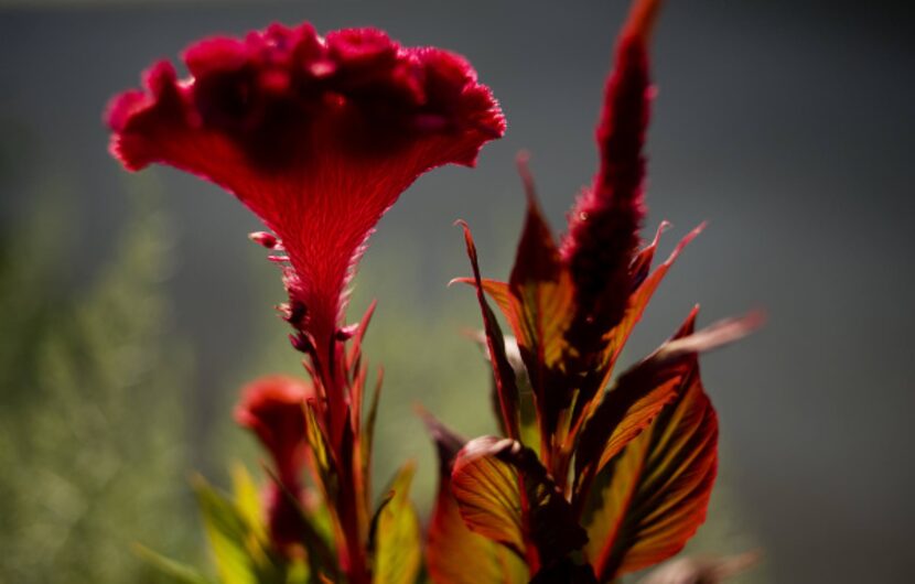 A cockscomb flower at Denton County MHMR Center, Tuesday, August 25, 2009. Dr. Bharat Patel...