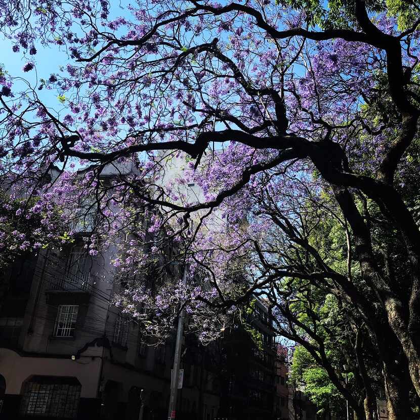 Spring in Mexico City is colored by purple jacaranda trees. For some it's the only beauty...