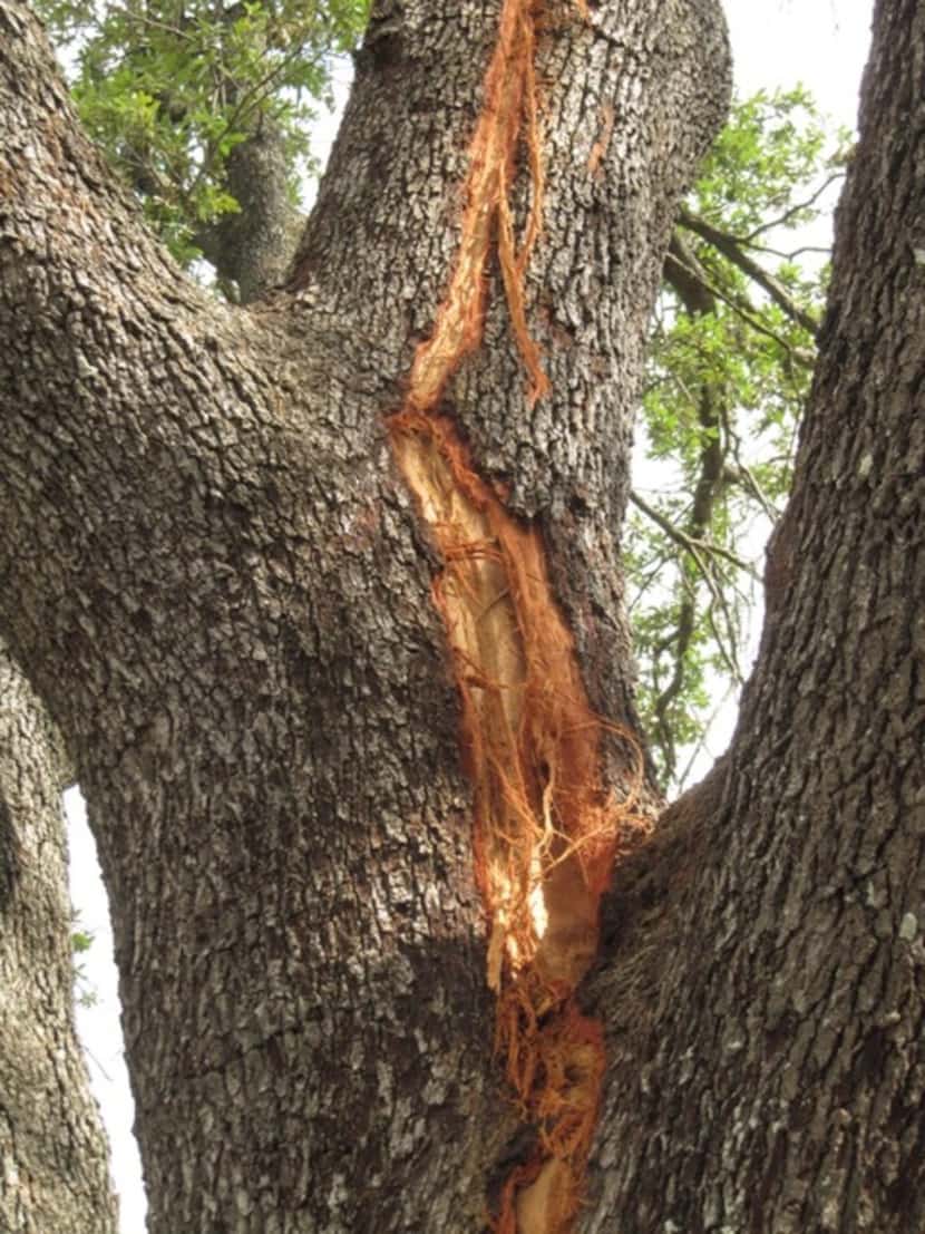 Lightning damage to a tree 