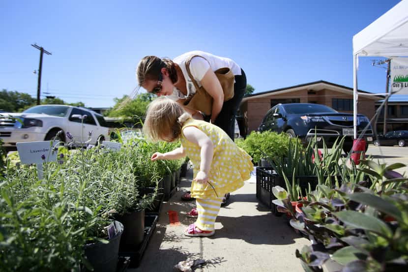 Erin Choen, 2, browses pots of rosemary plants with her mother, Jennifer Cohen, at the St....
