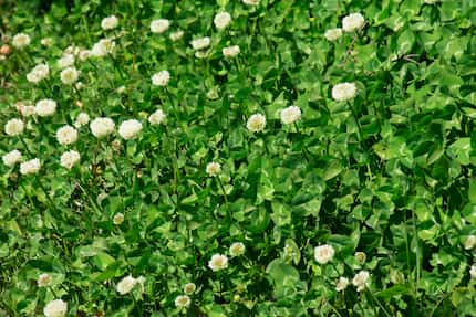 Closeup of white dwarf clover plant