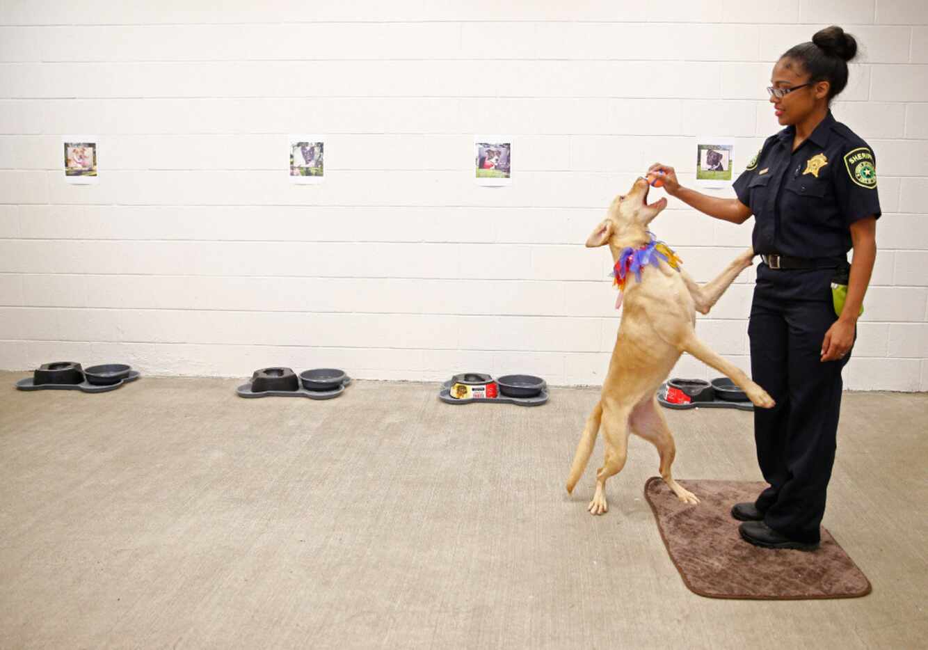 L. Hall, dog liaison officer, works with Kia for demonstration purposes during a news...