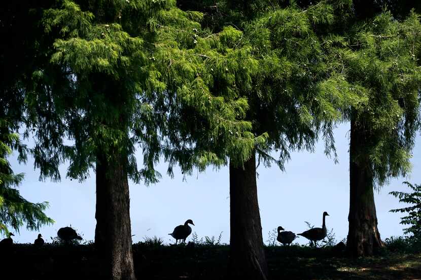 Canadian geese take cover from the sun in the shade of trees lining Mark Holtz Lake in...